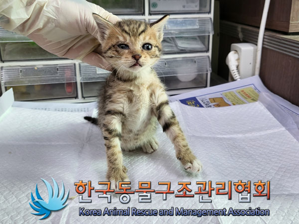 한국동물구조관리협회_411303202300586