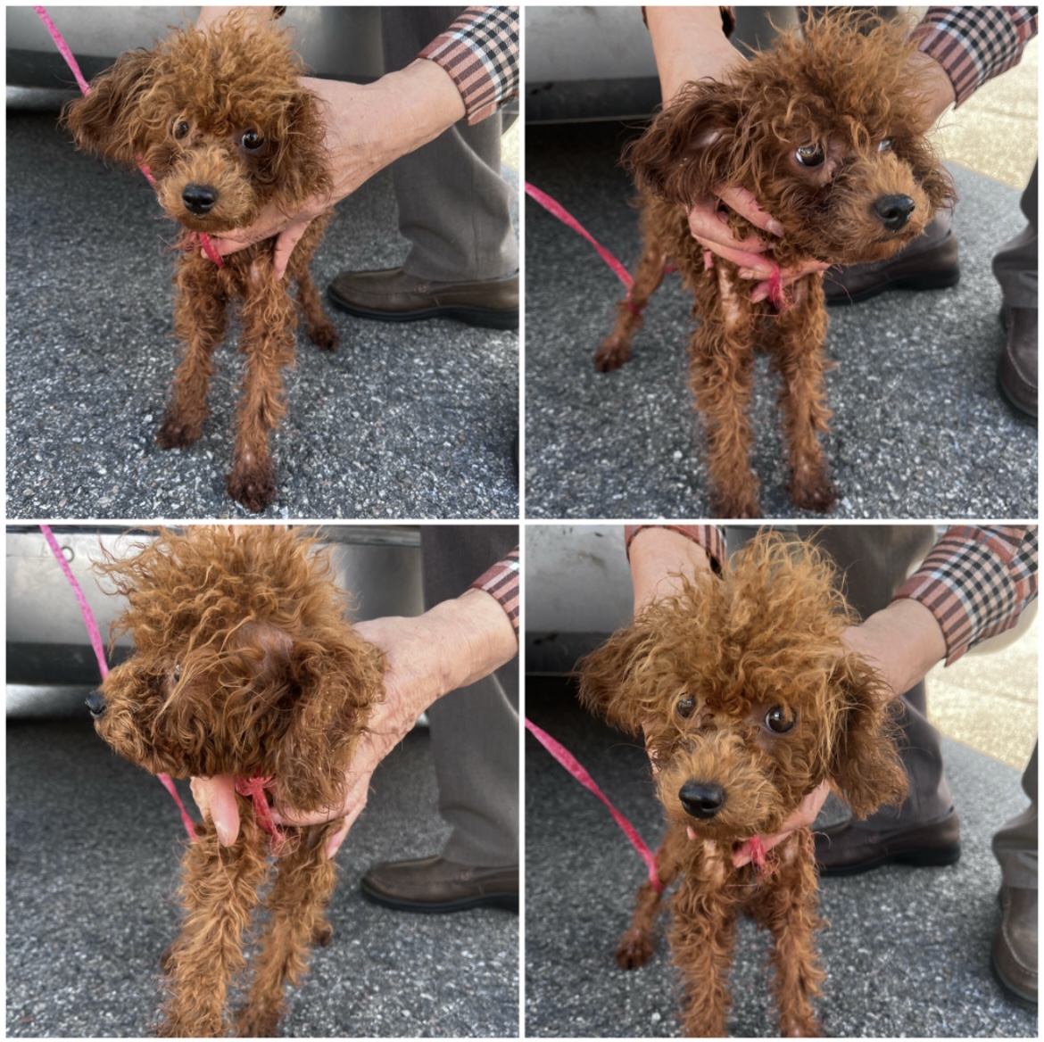천안시유기동물보호소_444449202302240