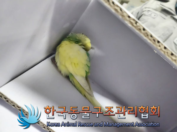 보호중 앵무새의 가…