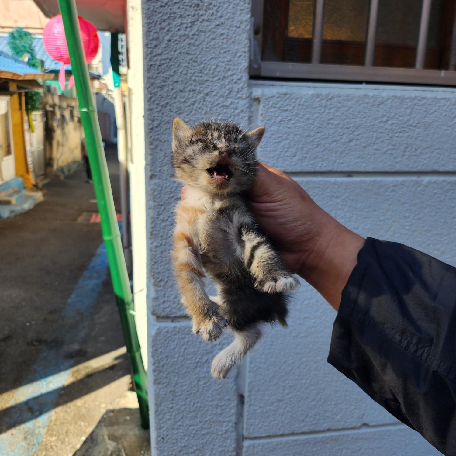 보호중 한국 고양이…