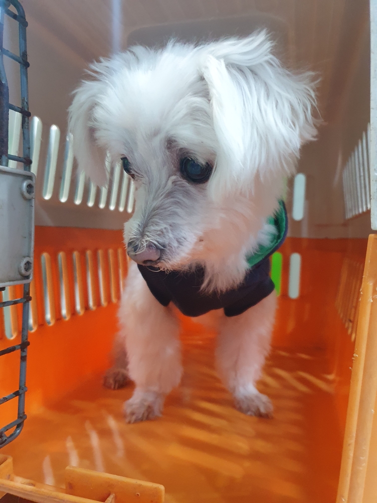 펫앤쉘터동물병원_441378202301776