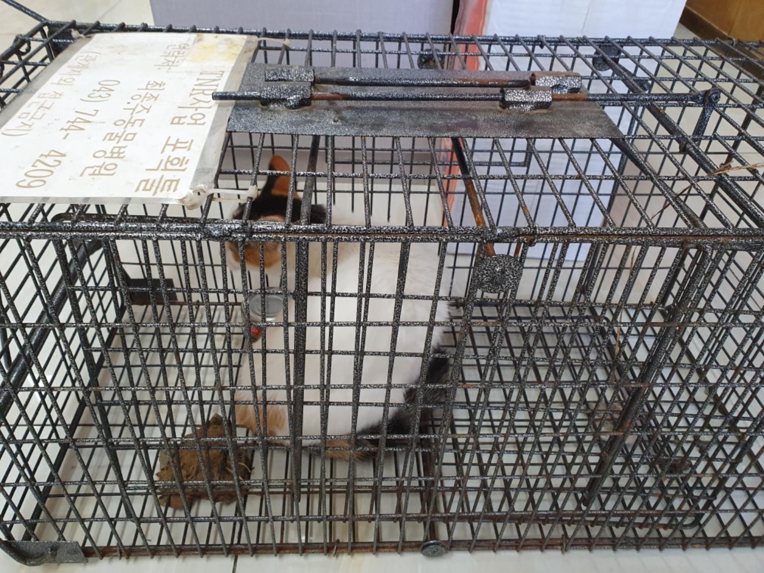 보호중 한국 고양이…