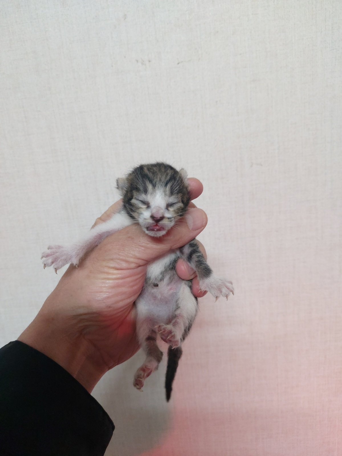 종료(입양) 한국 …