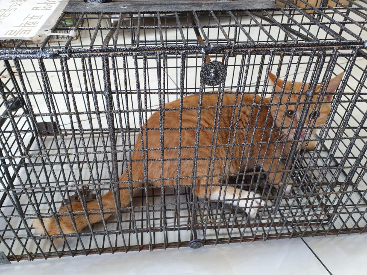 보호중 한국 고양이…