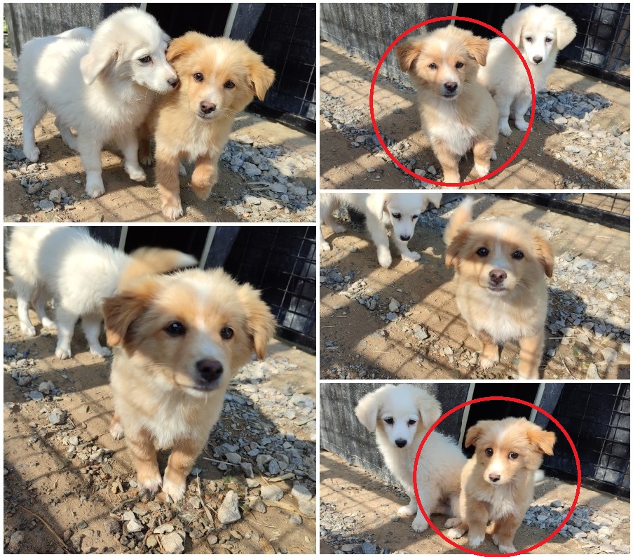 무안군유기동물보호소_446495202300327