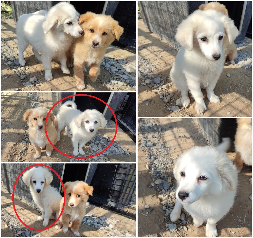 무안군유기동물보호소_446495202300326