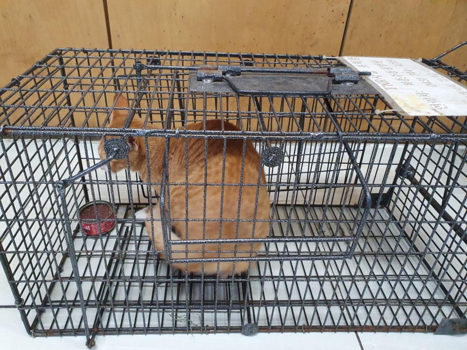보호중 한국 고양이…