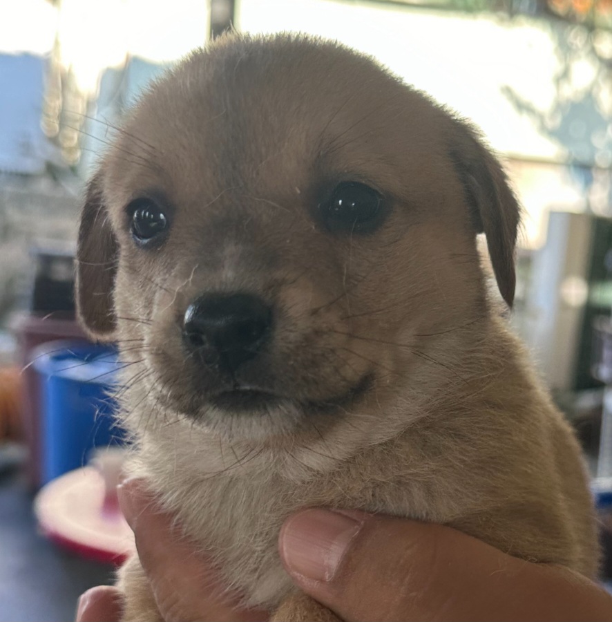 상주시 동물보호센터_447511202300996