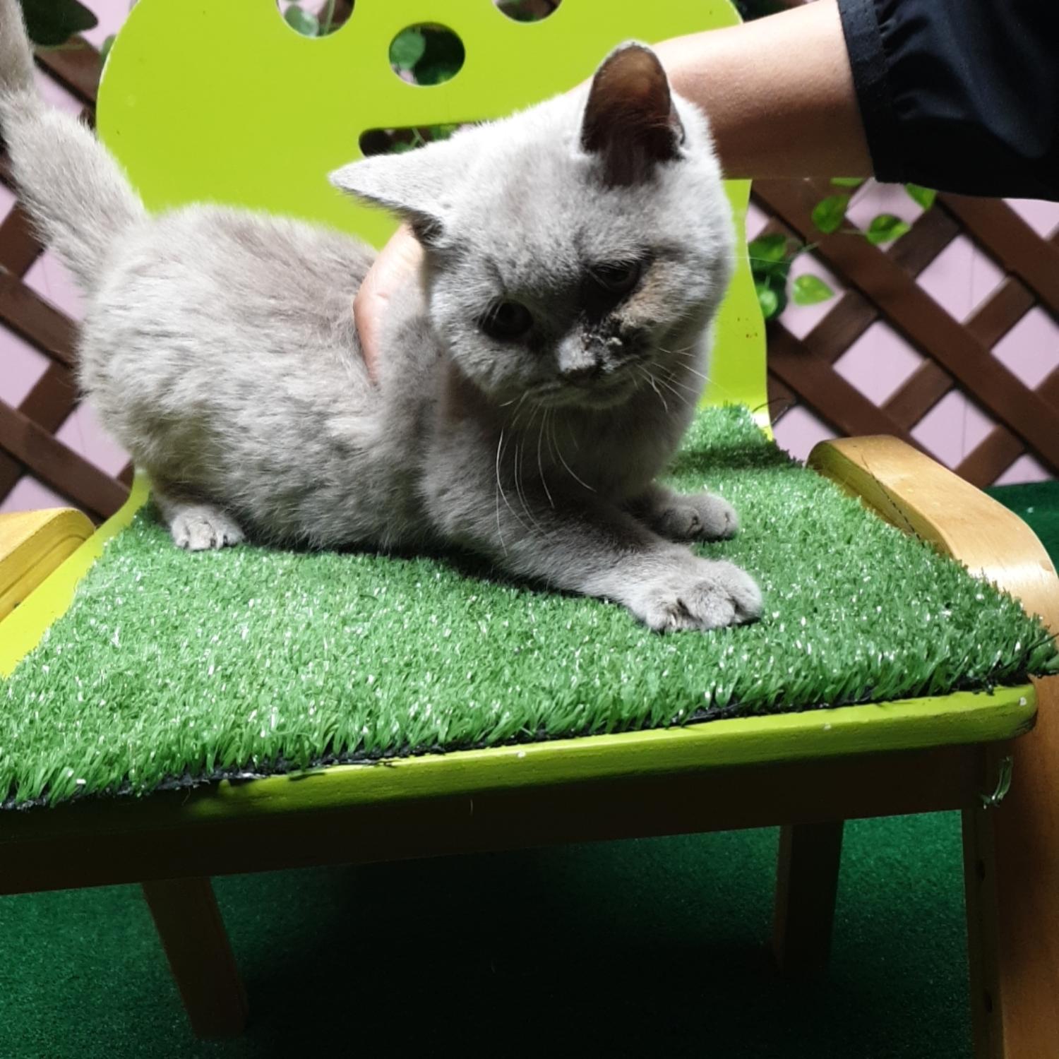종료(자연사) 믹스…
