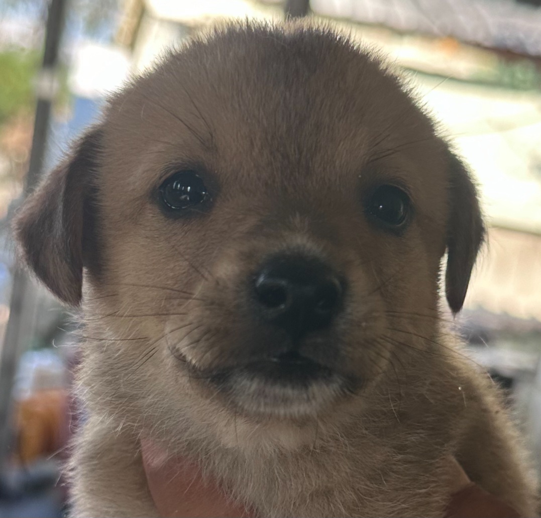 상주시 동물보호센터_447511202300995