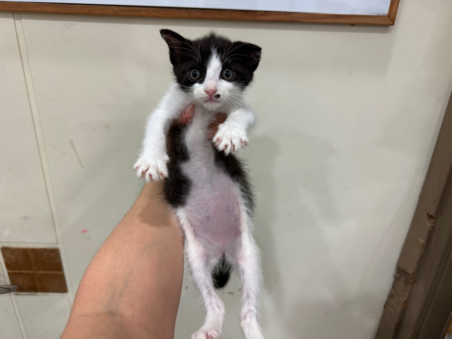 보호중 한국 고양이…
