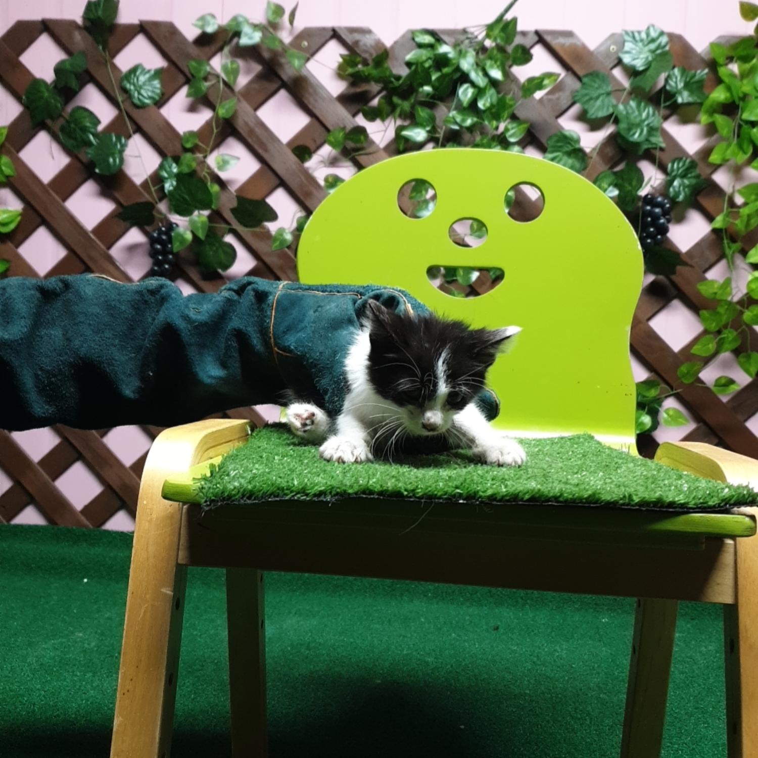 보호중 한국 고양이…