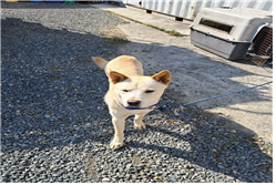 유기동물및관리협회_448535202301501
