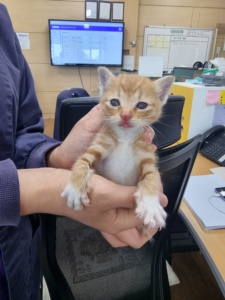 보호중 한국 고양이…