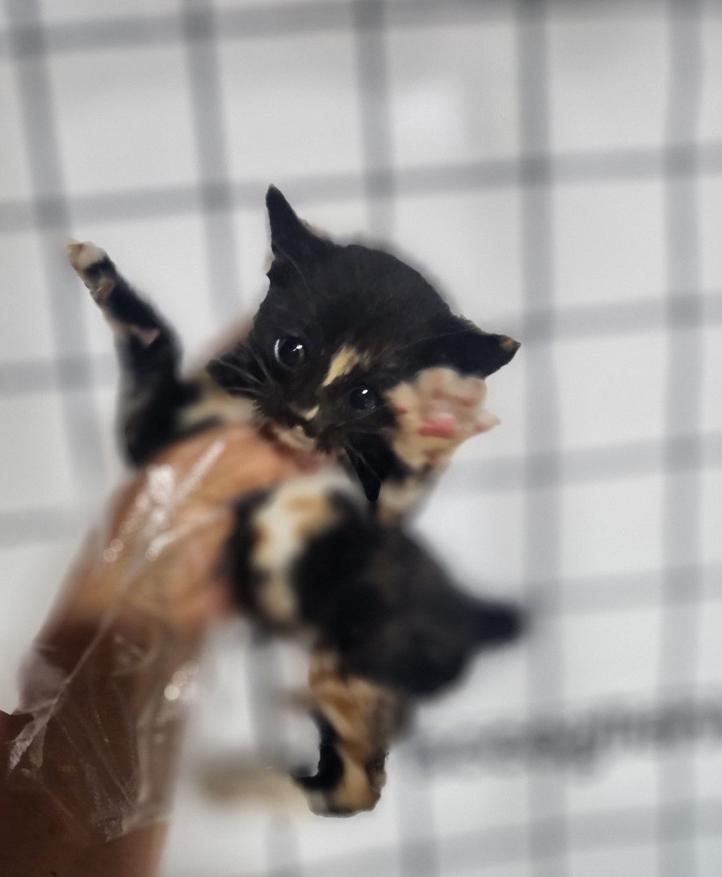 보호중 한국 고양이…