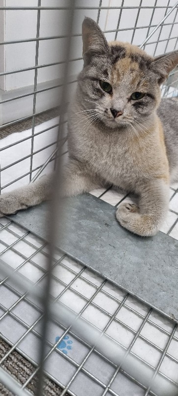 고령군 임시보호소_447520202300358