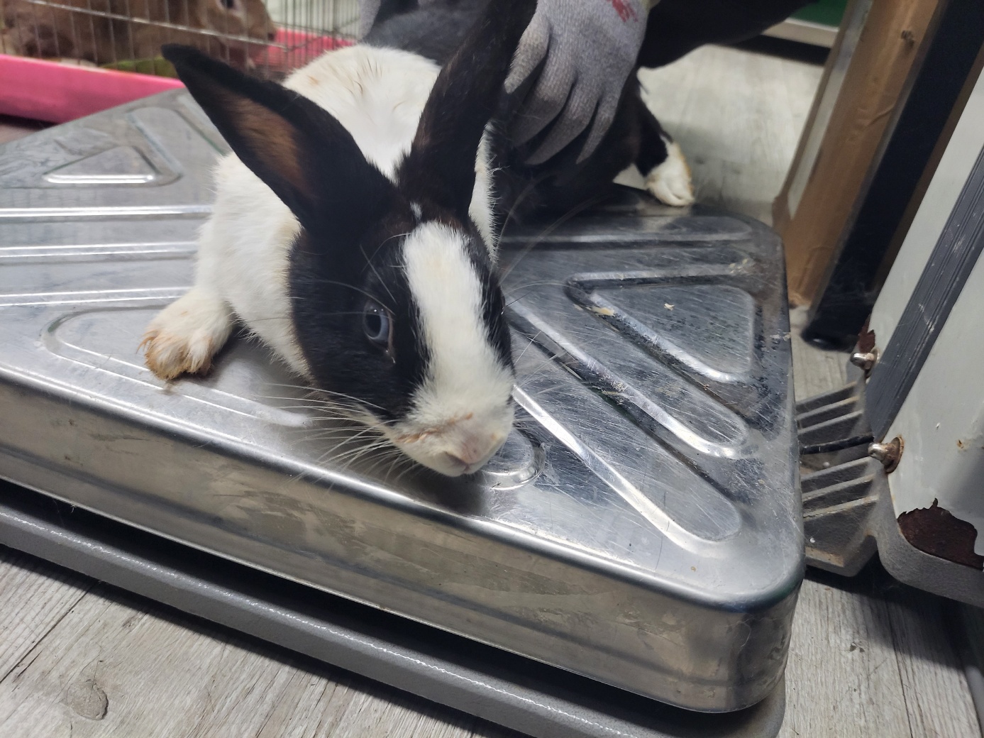 고양시동물보호센터_441394202302247