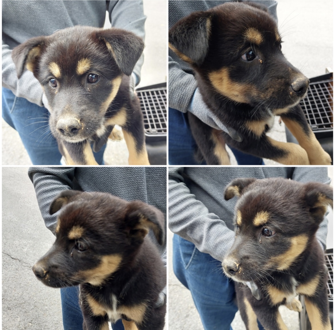 천안시유기동물보호소_444449202302242