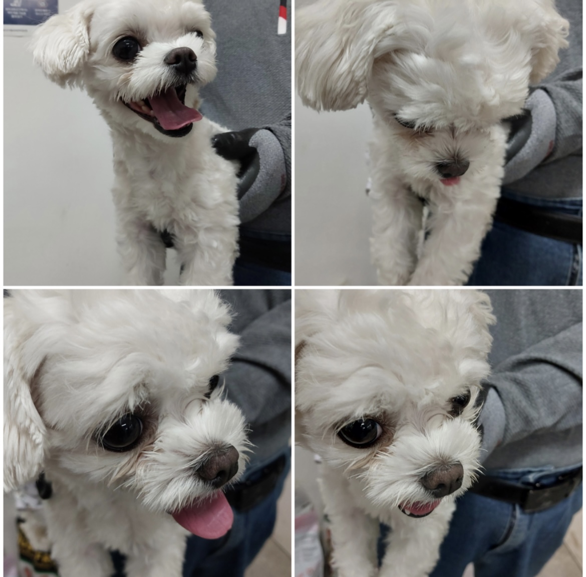 천안시유기동물보호소_444449202302246