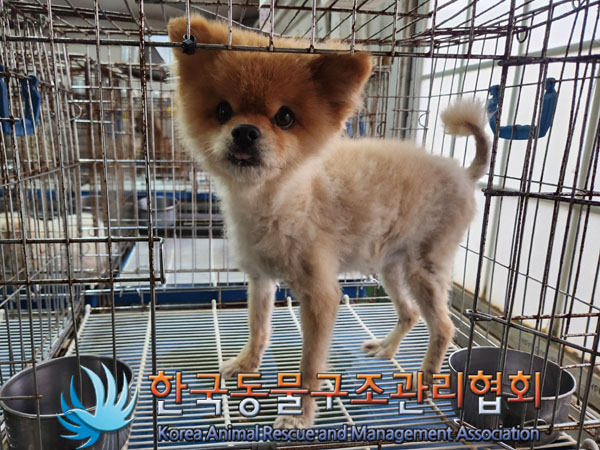 종료(안락사) 포메…