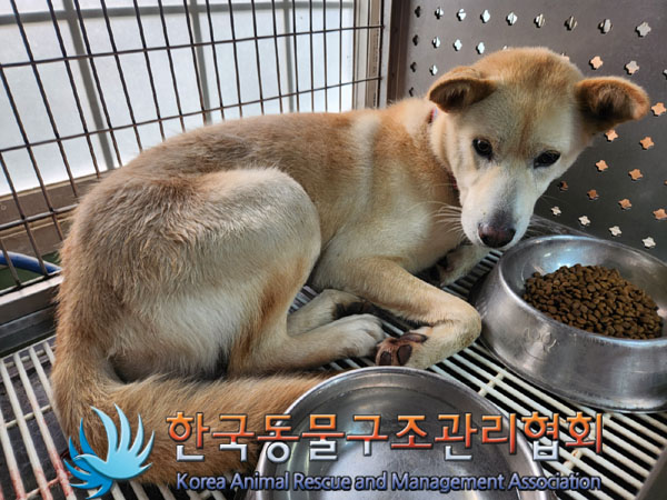종료(안락사) 믹스…