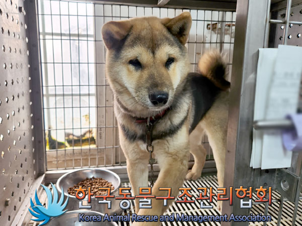 종료(입양) 시바의…