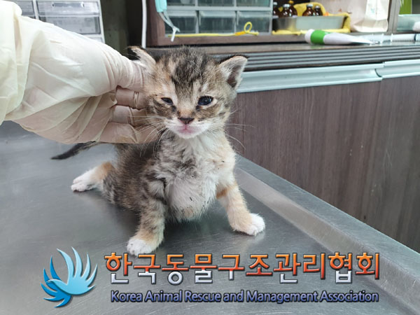 한국동물구조관리협회_411311202300849