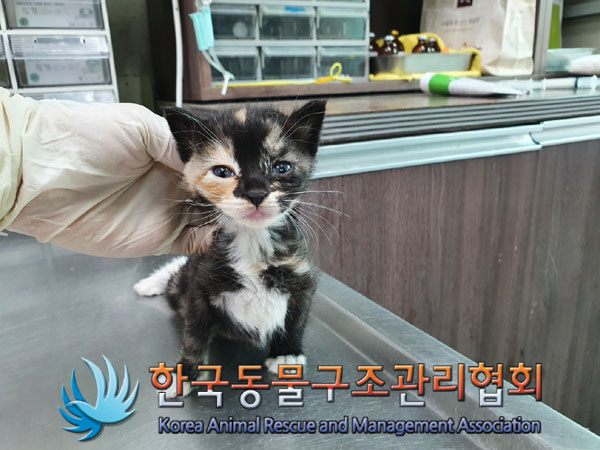 종료(입양) 한국 …