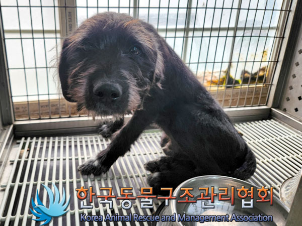 한국동물구조관리협회_441406202301608