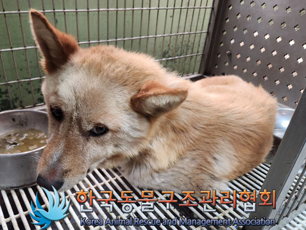 한국동물구조관리협회_441392202300233