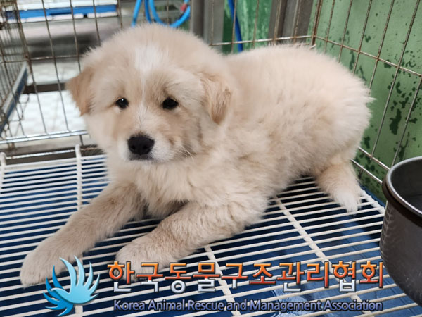 종료(안락사) 믹스…