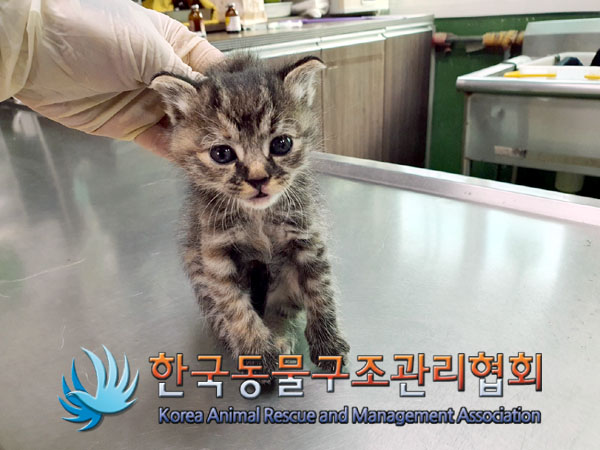 종료(입양) 한국 …