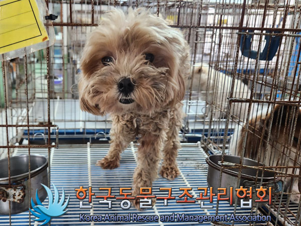 한국동물구조관리협회_441406202301607