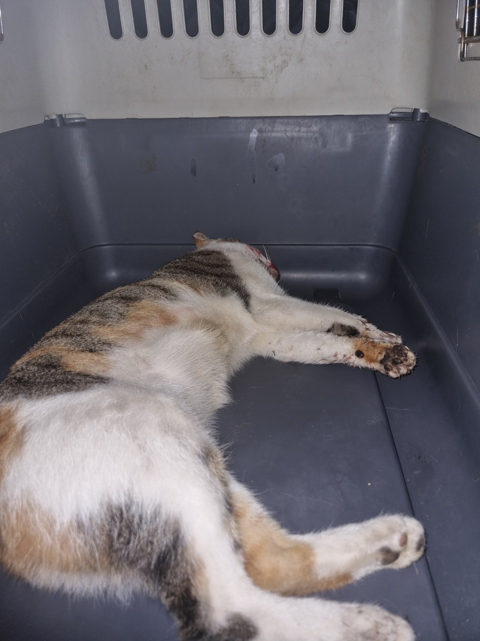 아산동물복지지원센터_444452202301949