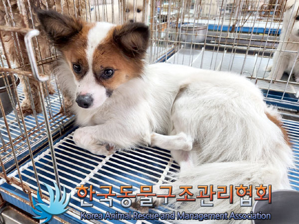 종료(반환) 믹스견…