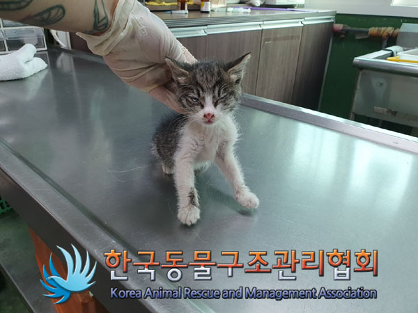 한국동물구조관리협회_411315202300675
