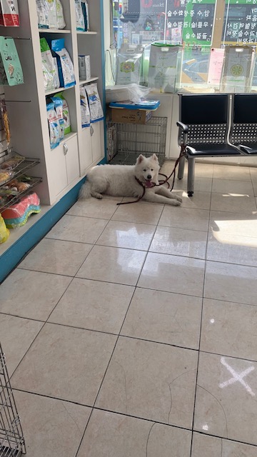 늘푸른동물병원_428354202301569