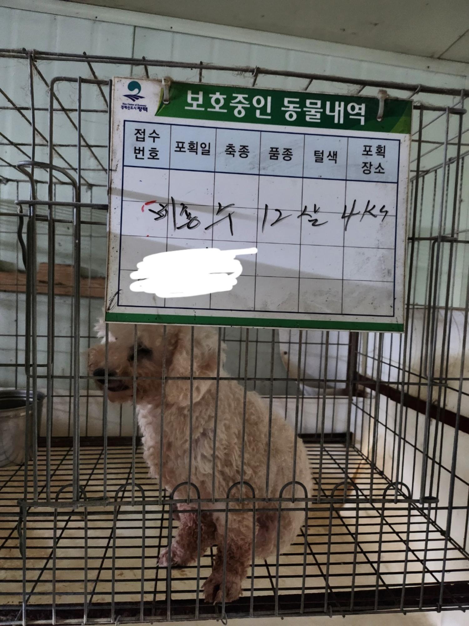 [개] 비숑 프리제 경기-평택-2023-01391 유기동물 배경 이미지 입니다.
