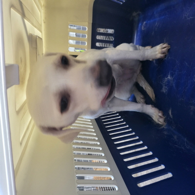 누리동물병원_426333202300807