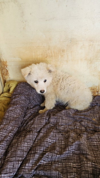 익산유기동물보호소_445468202302102