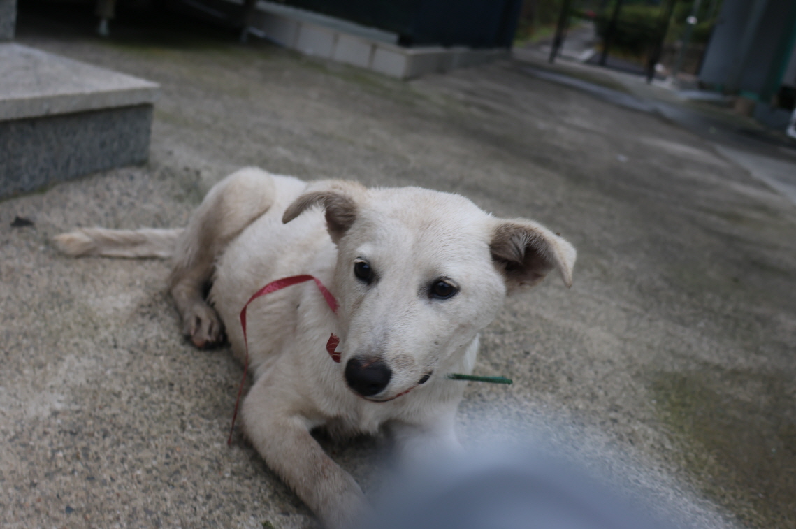 제주 동물보호센터_450650202303672