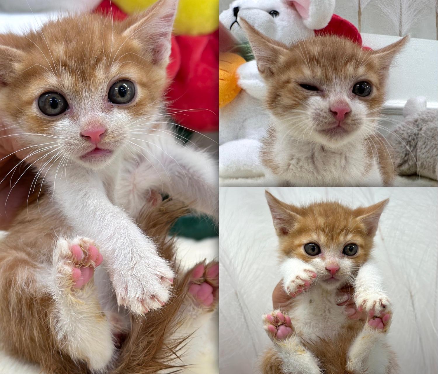 [고양이] 한국 고양이 경북-경주-2023-01076 유기동물 배경 이미지 입니다.