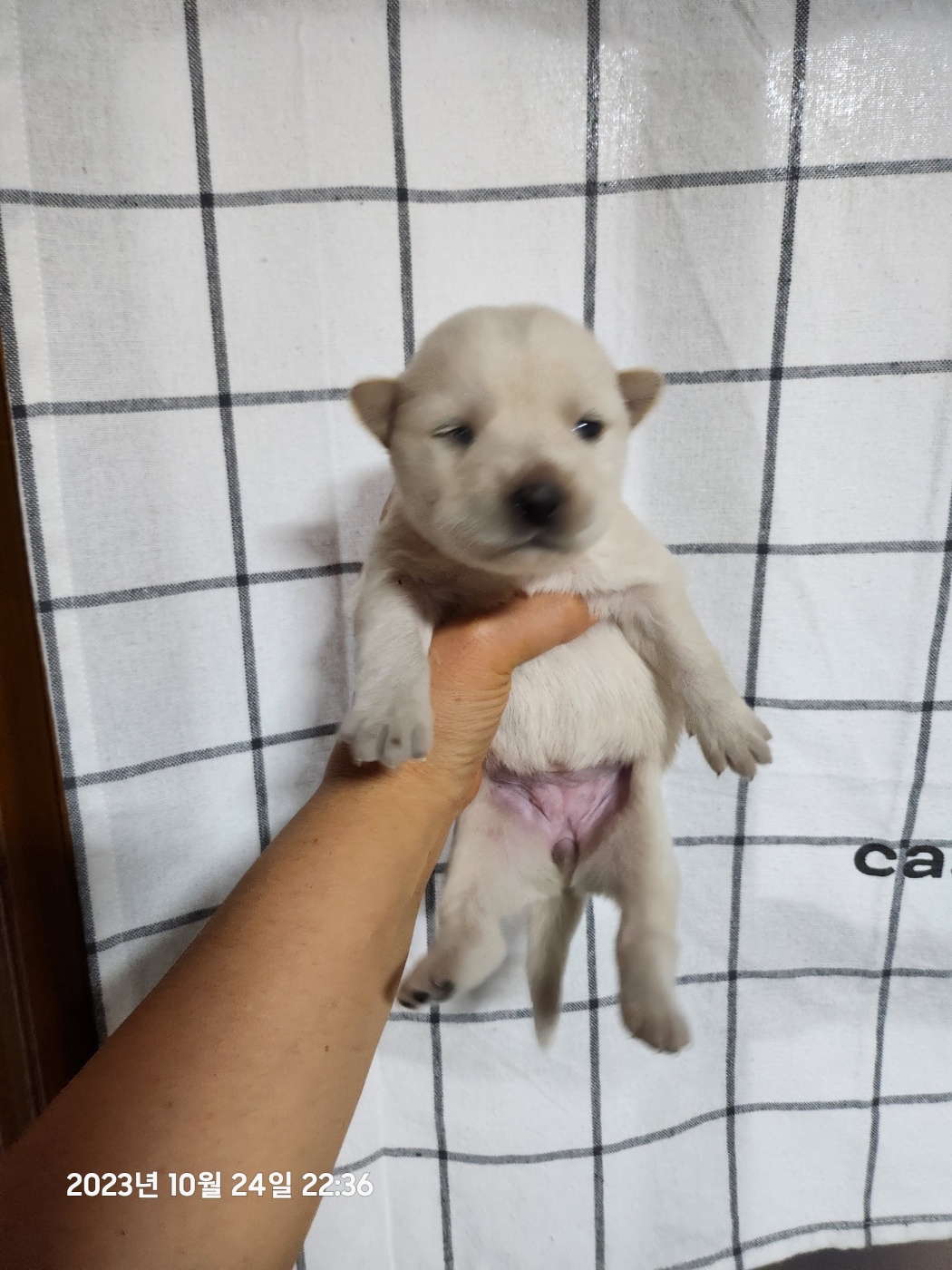 울산유기동물보호센터_431373202301224