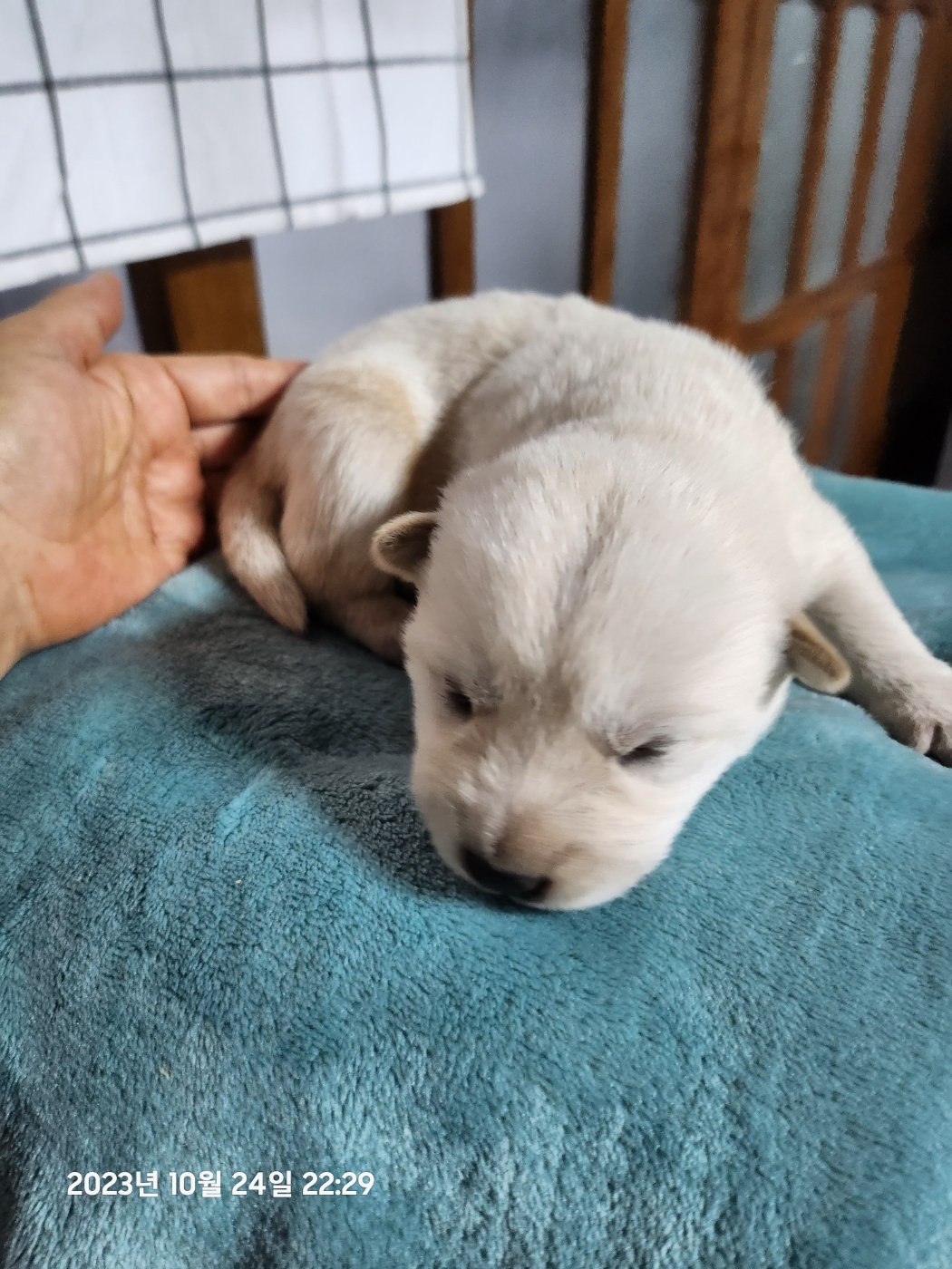 울산유기동물보호센터_431373202301221