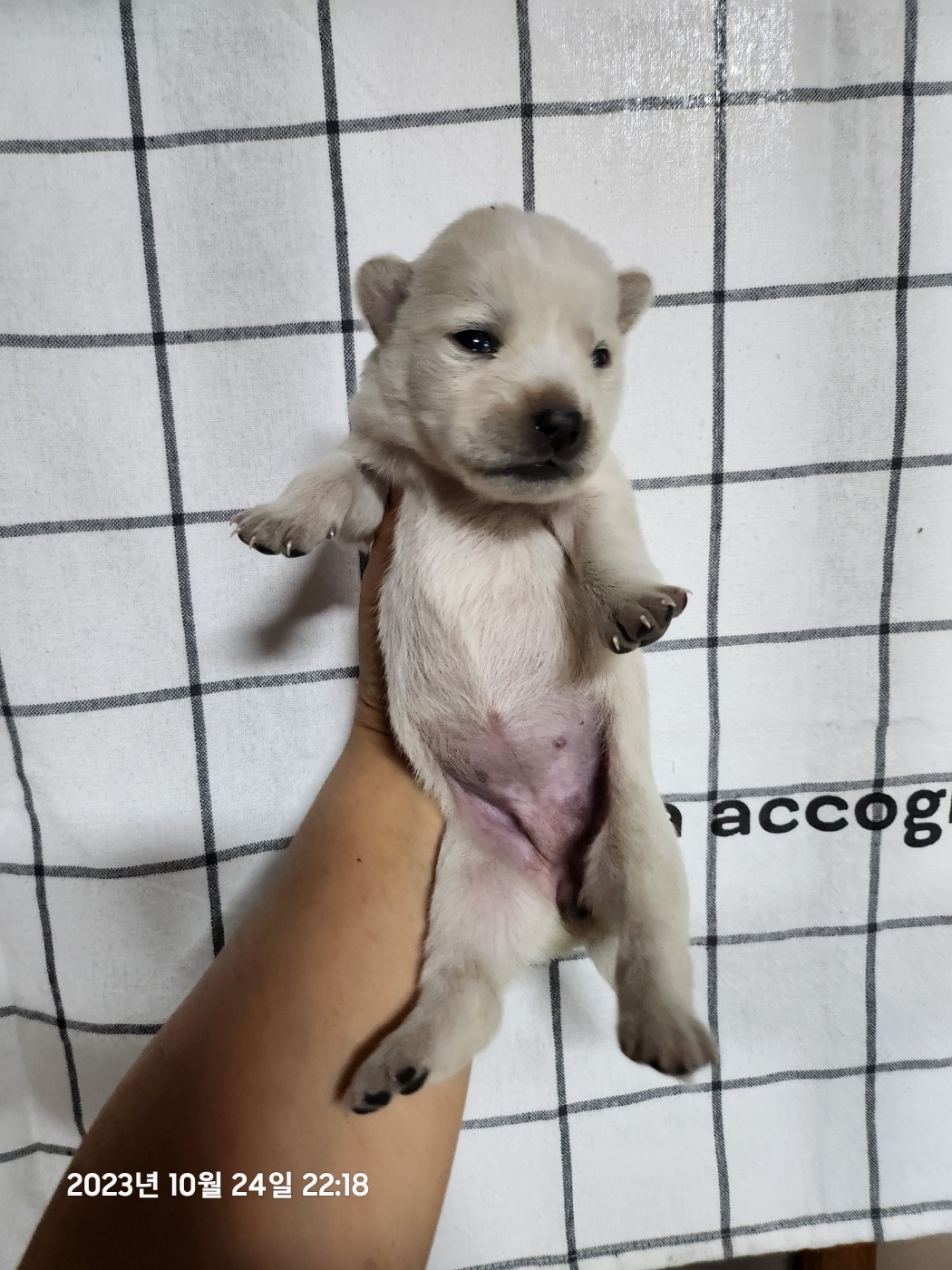 울산유기동물보호센터_431373202301227