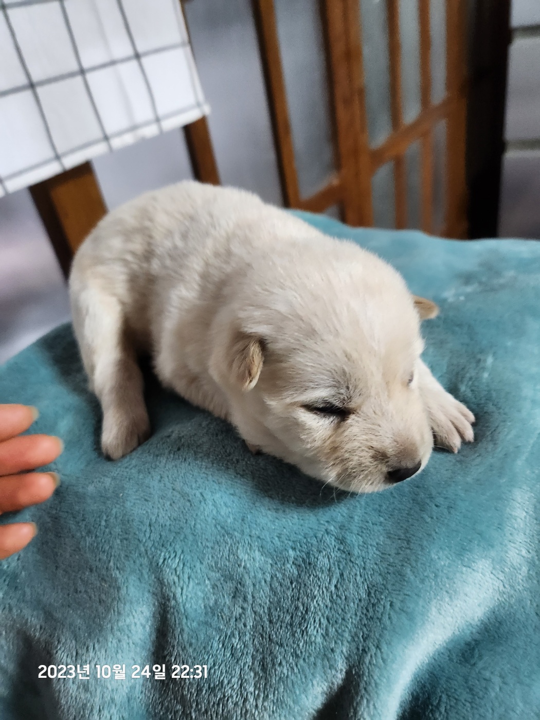 울산유기동물보호센터_431373202301222