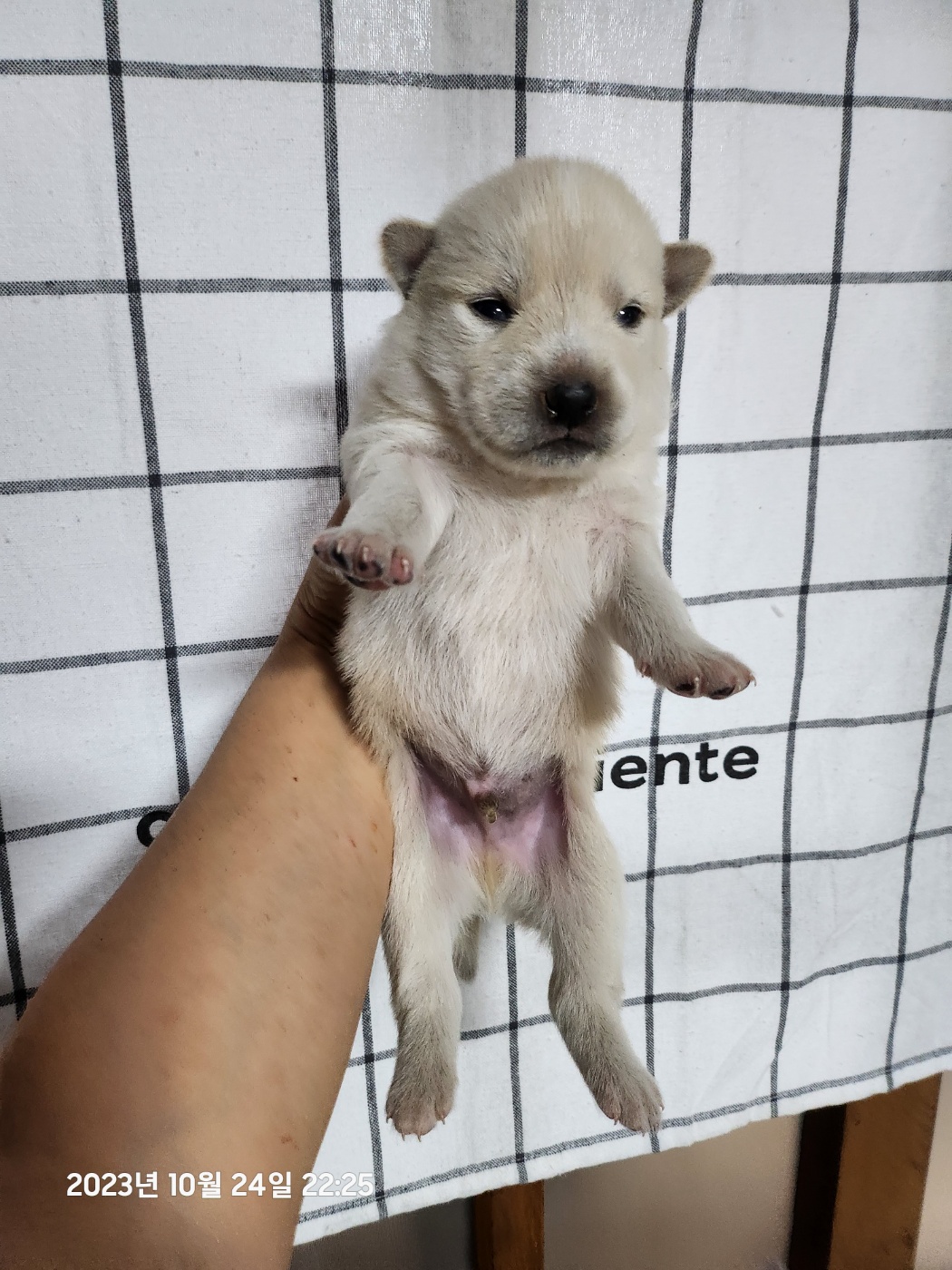 울산유기동물보호센터_431373202301220