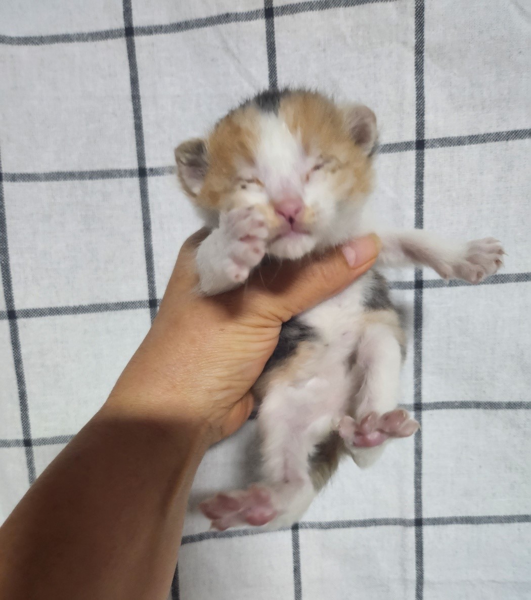 울산유기동물보호센터_431373202301216