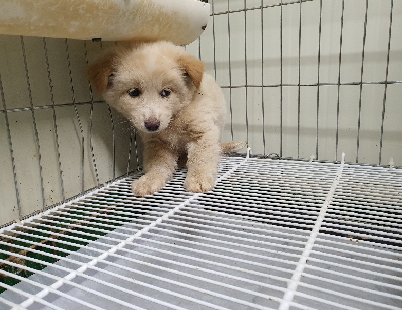 공주시 동물보호소_444450202300654