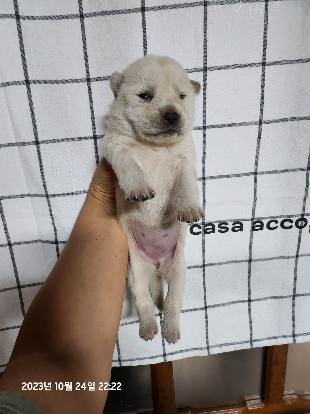 울산유기동물보호센터_431373202301225